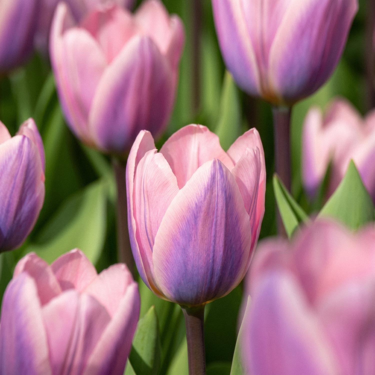 Tulipan 'Light And Dreamy'