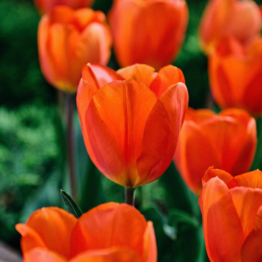 Tulipan 'Lightning Sun'
