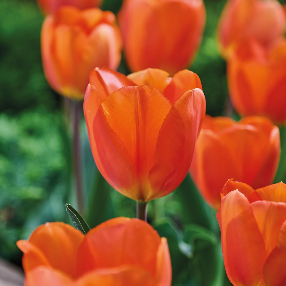 Tulipan 'Lightning Sun'