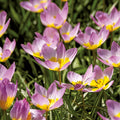 Løglasagne 'Pansy Parlour'