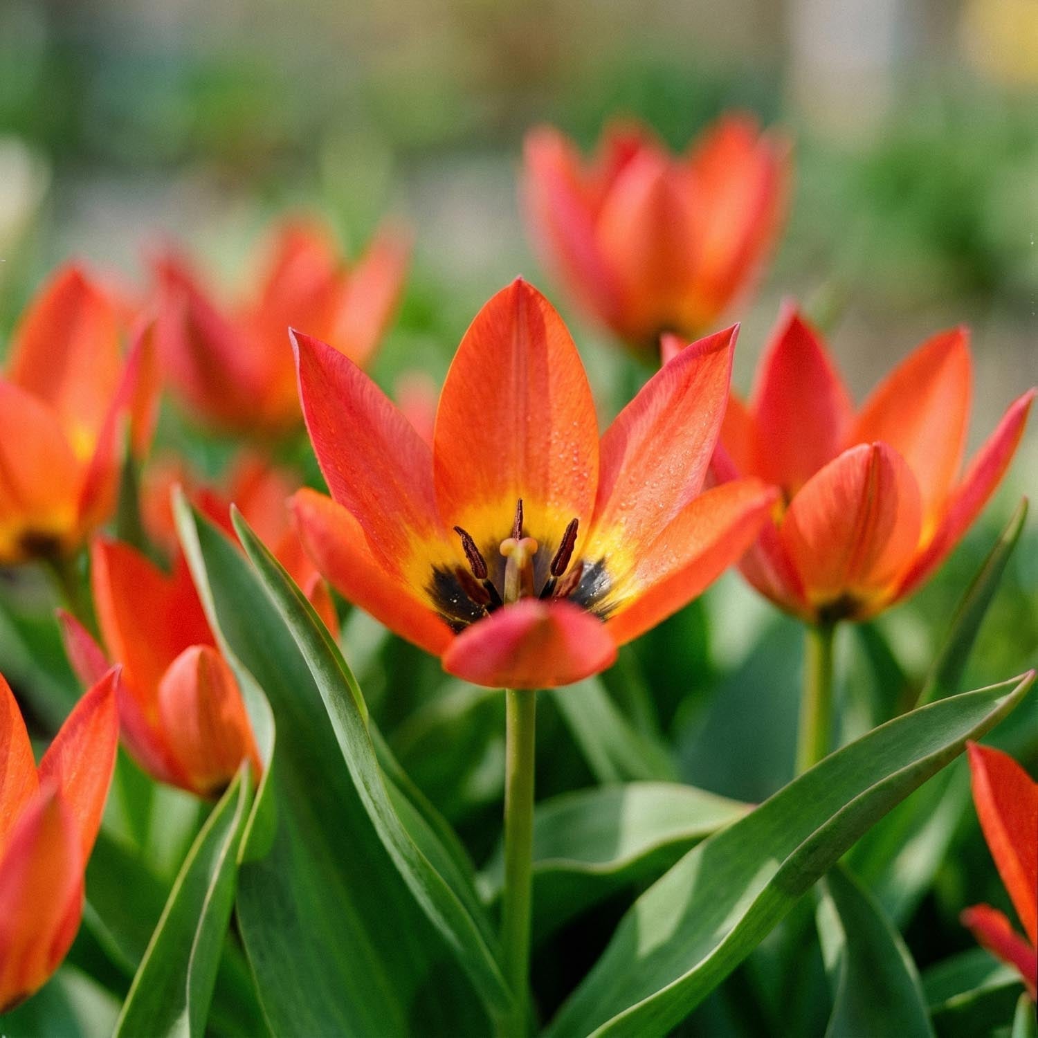 Tulipan 'Little Princess'