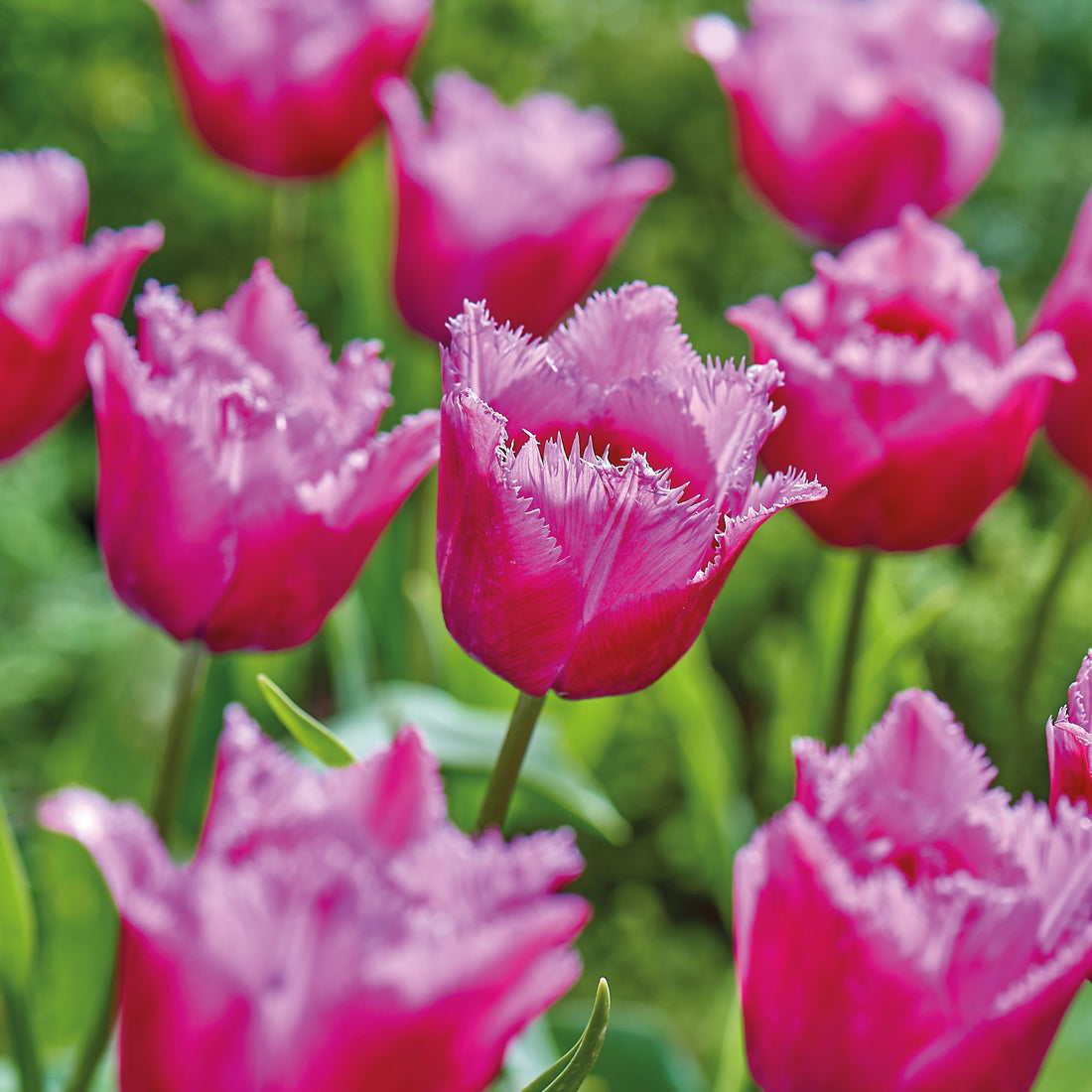 Tulipan 'Louvre'