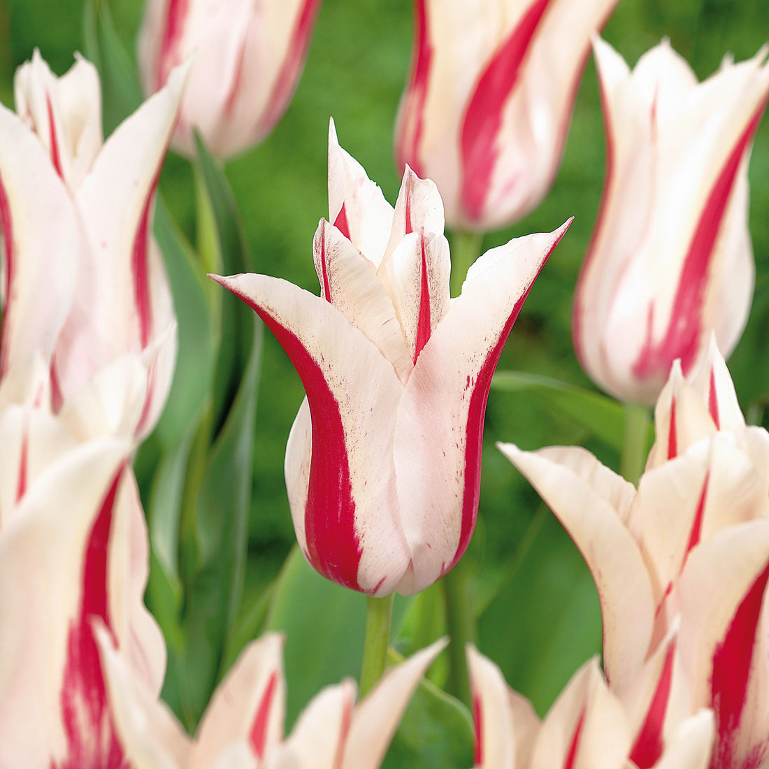 Tulipan 'Marilyn'