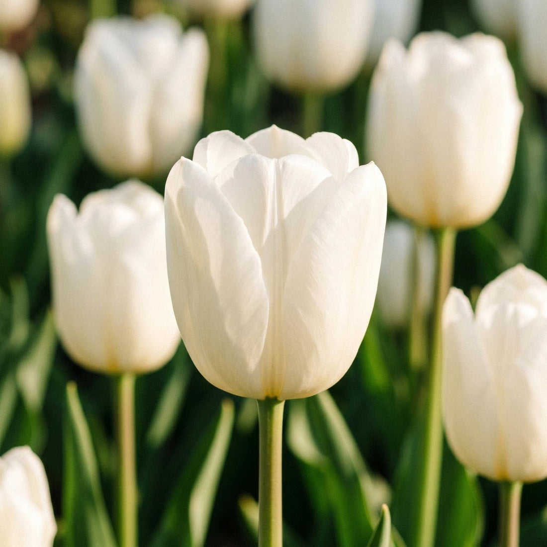 Tulipan 'Maureen'