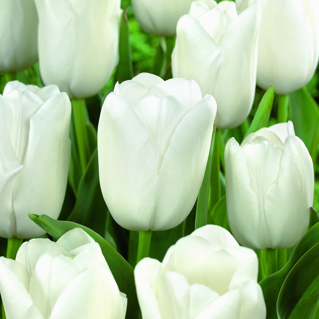 Tulipan 'Maureen'