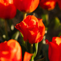Tulipan 'Mira Mare'