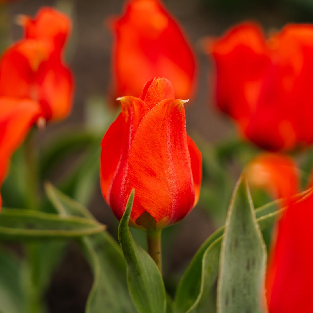 Tulipan 'Mira Mare'