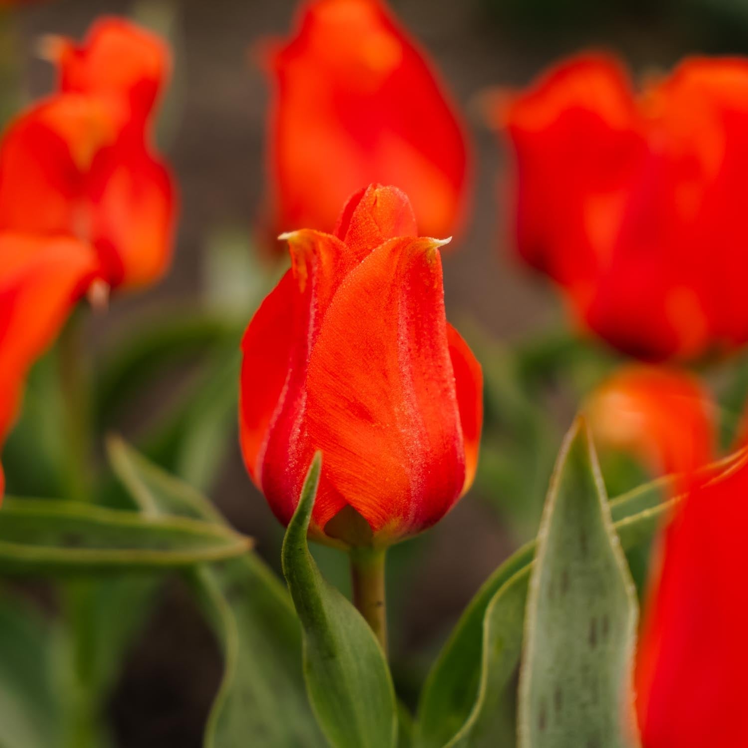 Tulipan 'Mira Mare'