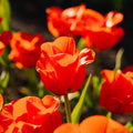 Tulipan 'Mira Mare'