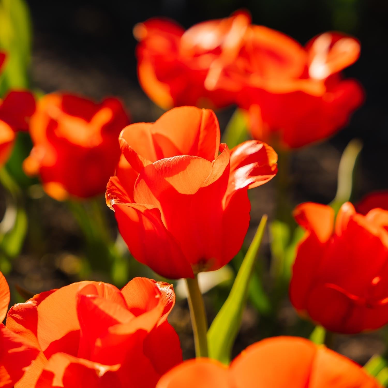 Tulipan 'Mira Mare'