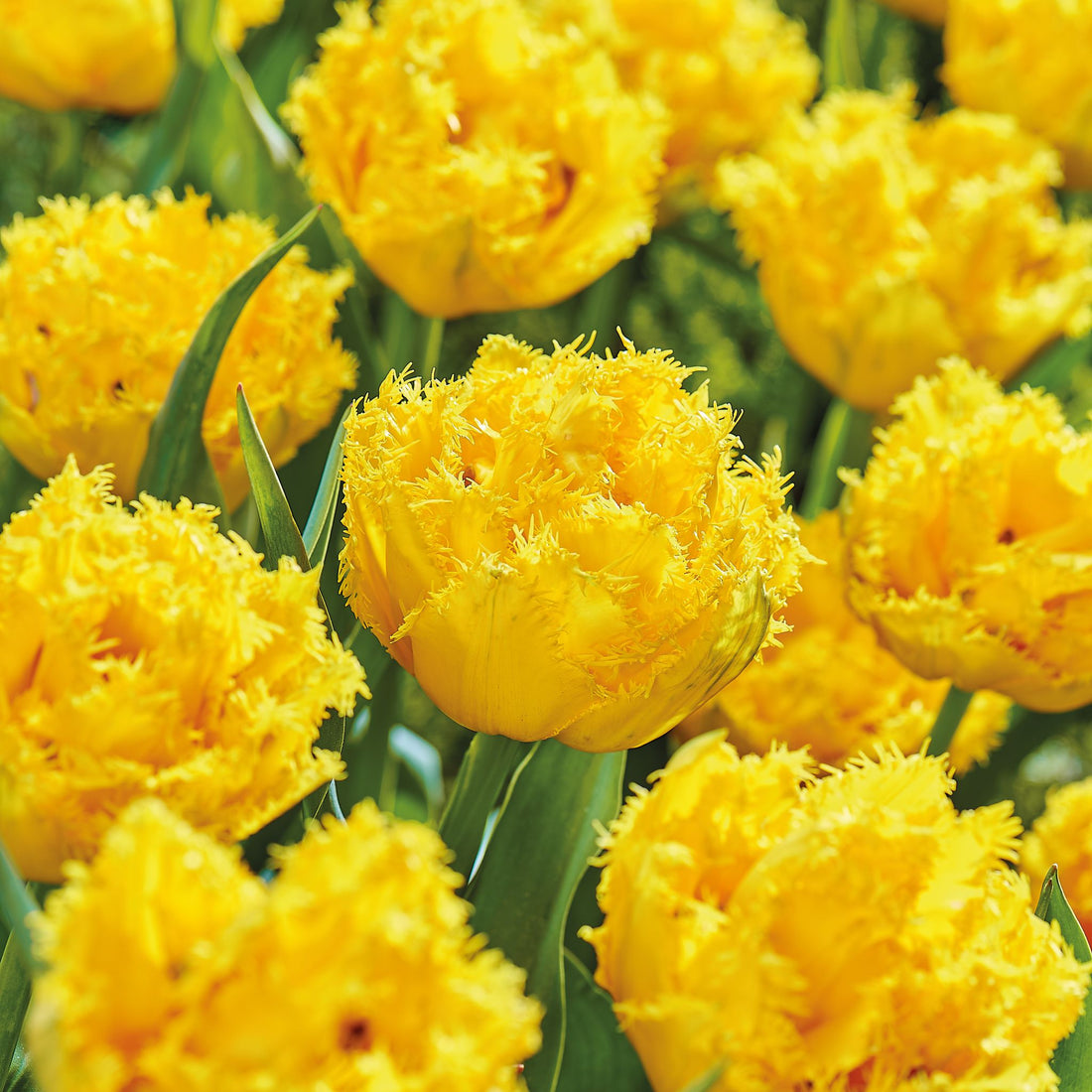 Tulipan 'Mon Amour'