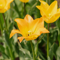 Tulipan 'Moonblush'