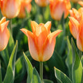 Tulipan 'Moonblush'