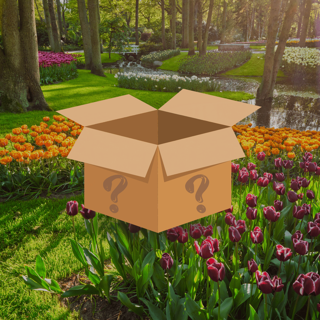 Tulipan Mystery Box