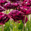 Tulipan 'Mystery Dream'