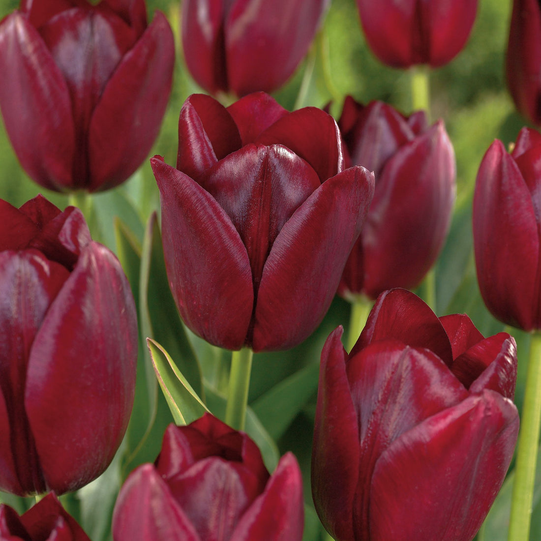 Tulipan 'National Velvet'