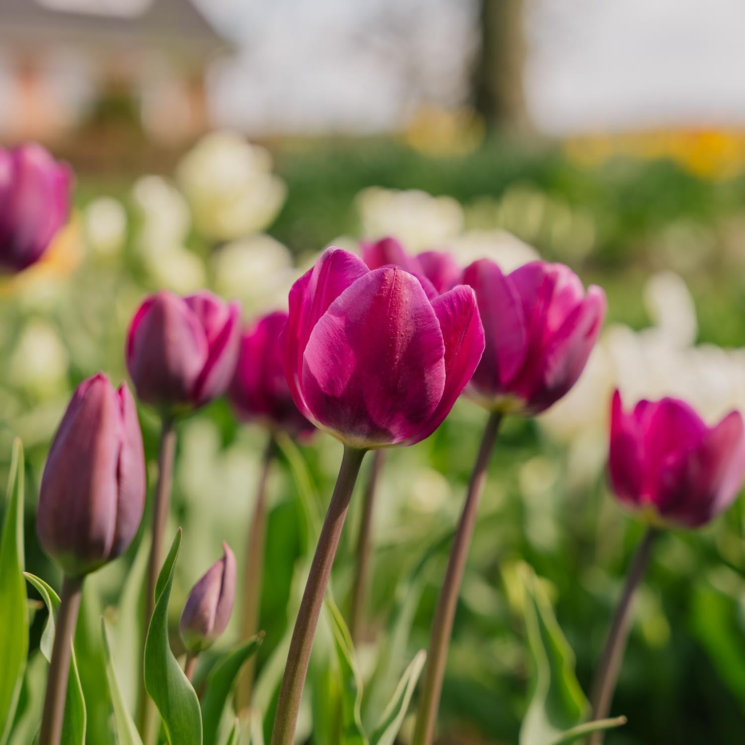 Tulipan 'Negrita'