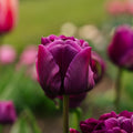 Tulipan 'Negrita Double'