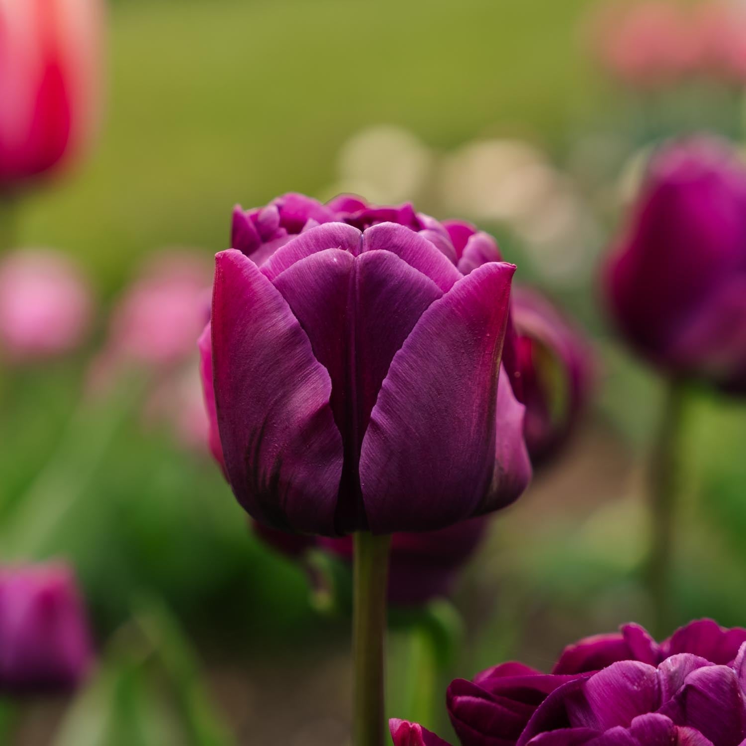 Tulipan 'Negrita Double'