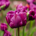 Tulipan 'Negrita Double'