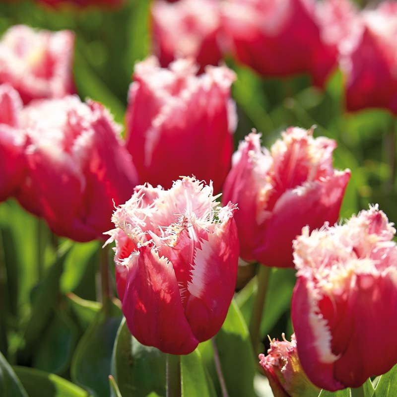 Tulipan 'New Santa'
