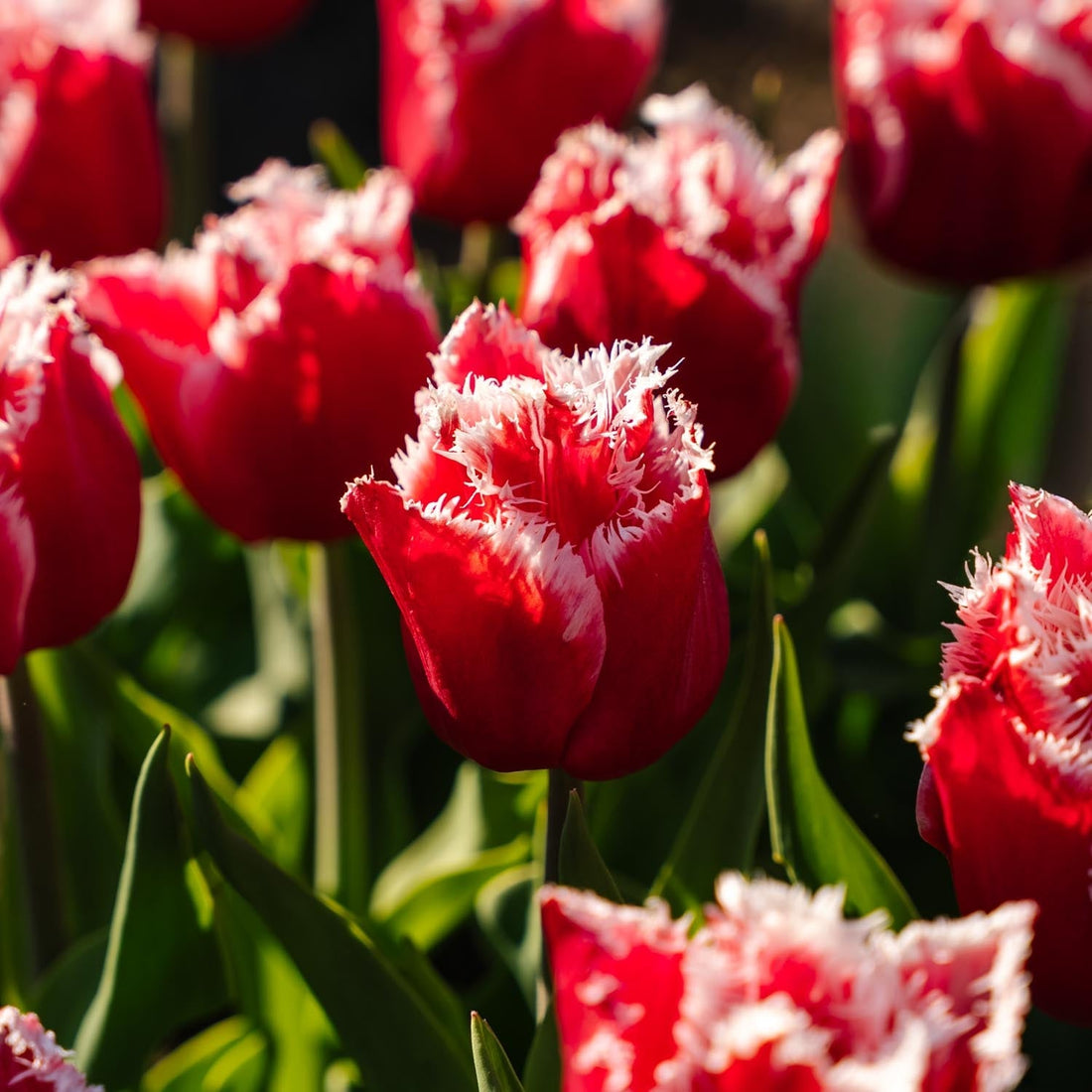 Tulipan 'New Santa'