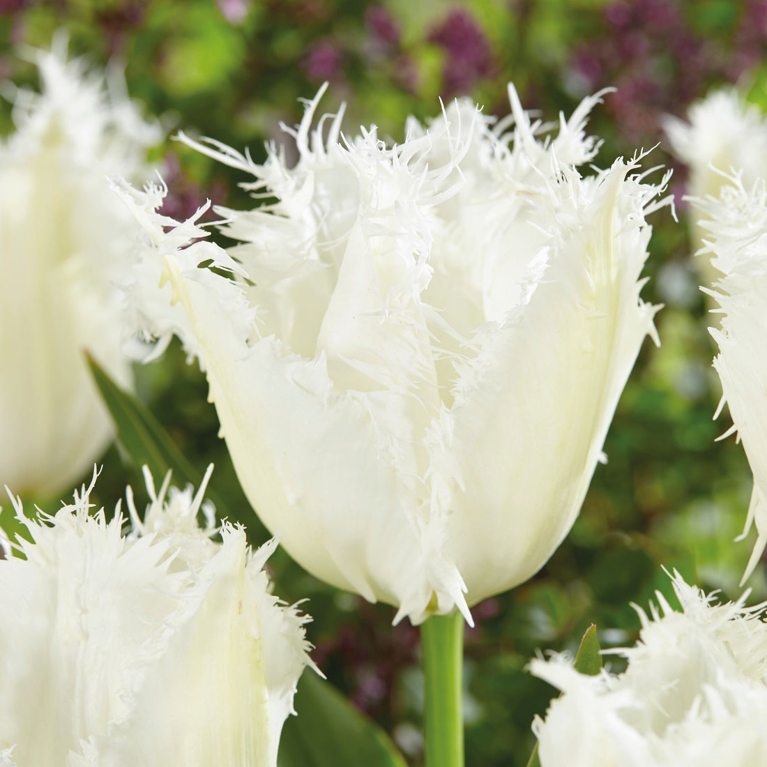 Tulipan 'Noordeinde'