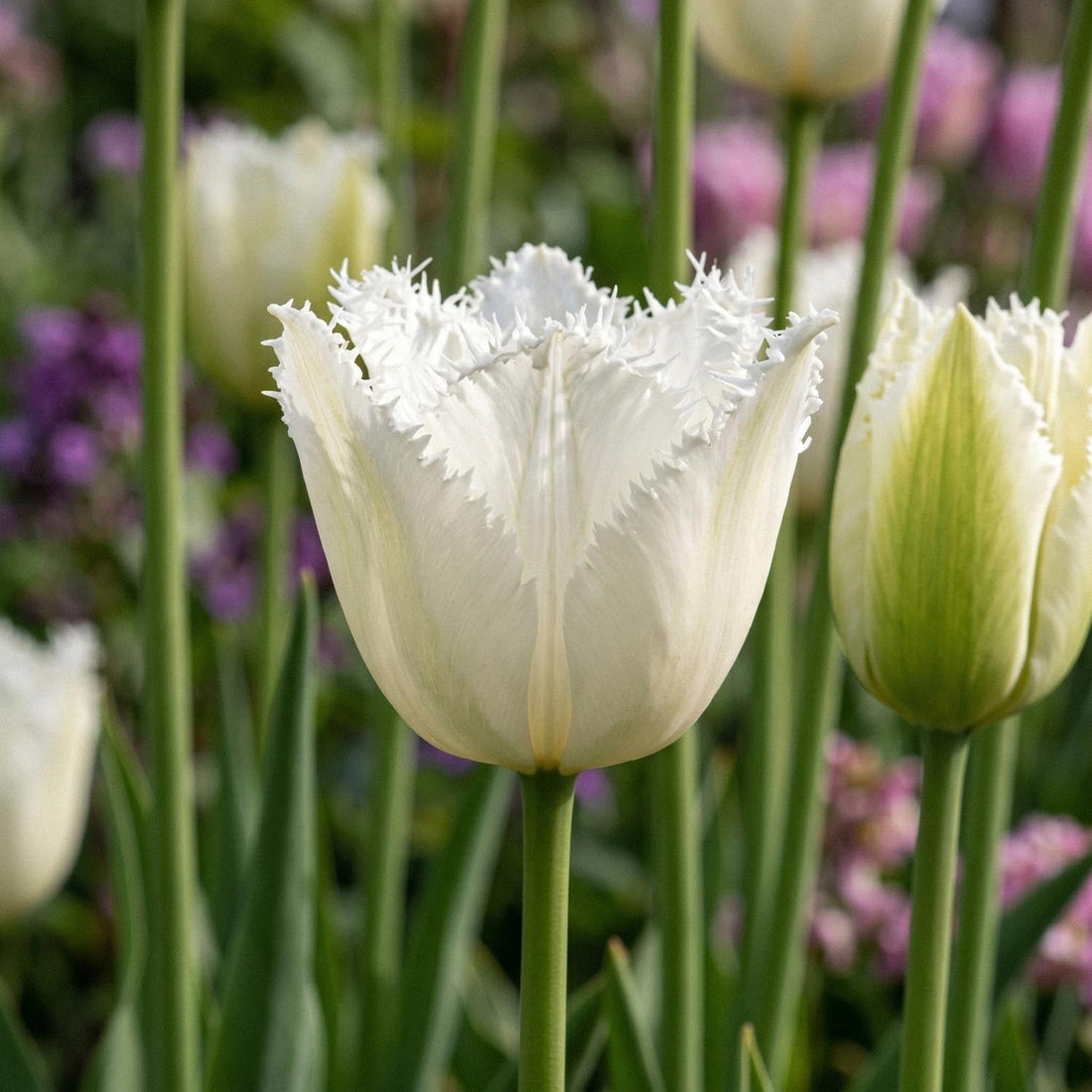 Tulipan 'Noordeinde'