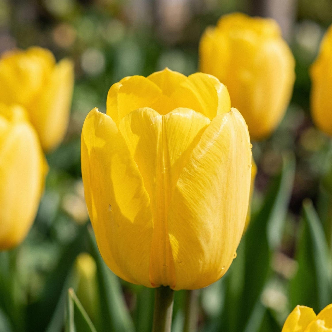 Tulipan 'Novi Sun'