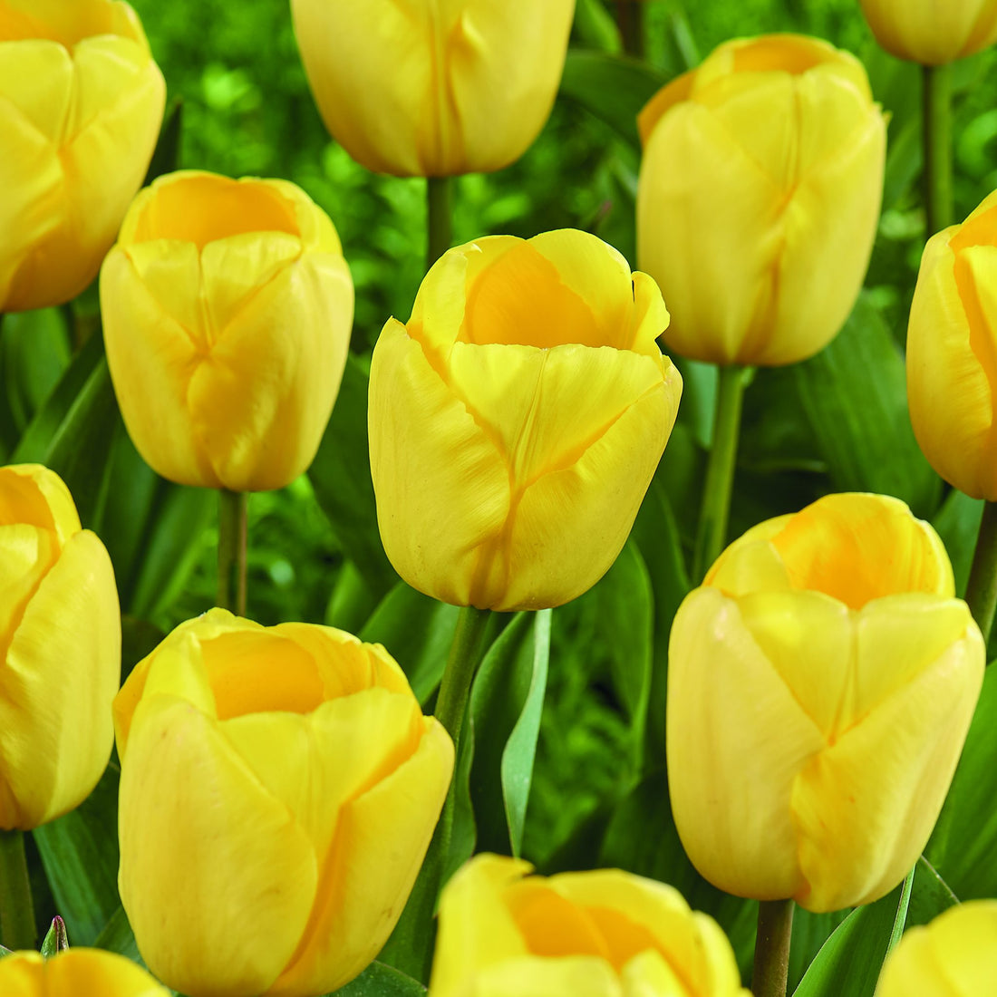 Tulipan 'Novi Sun'
