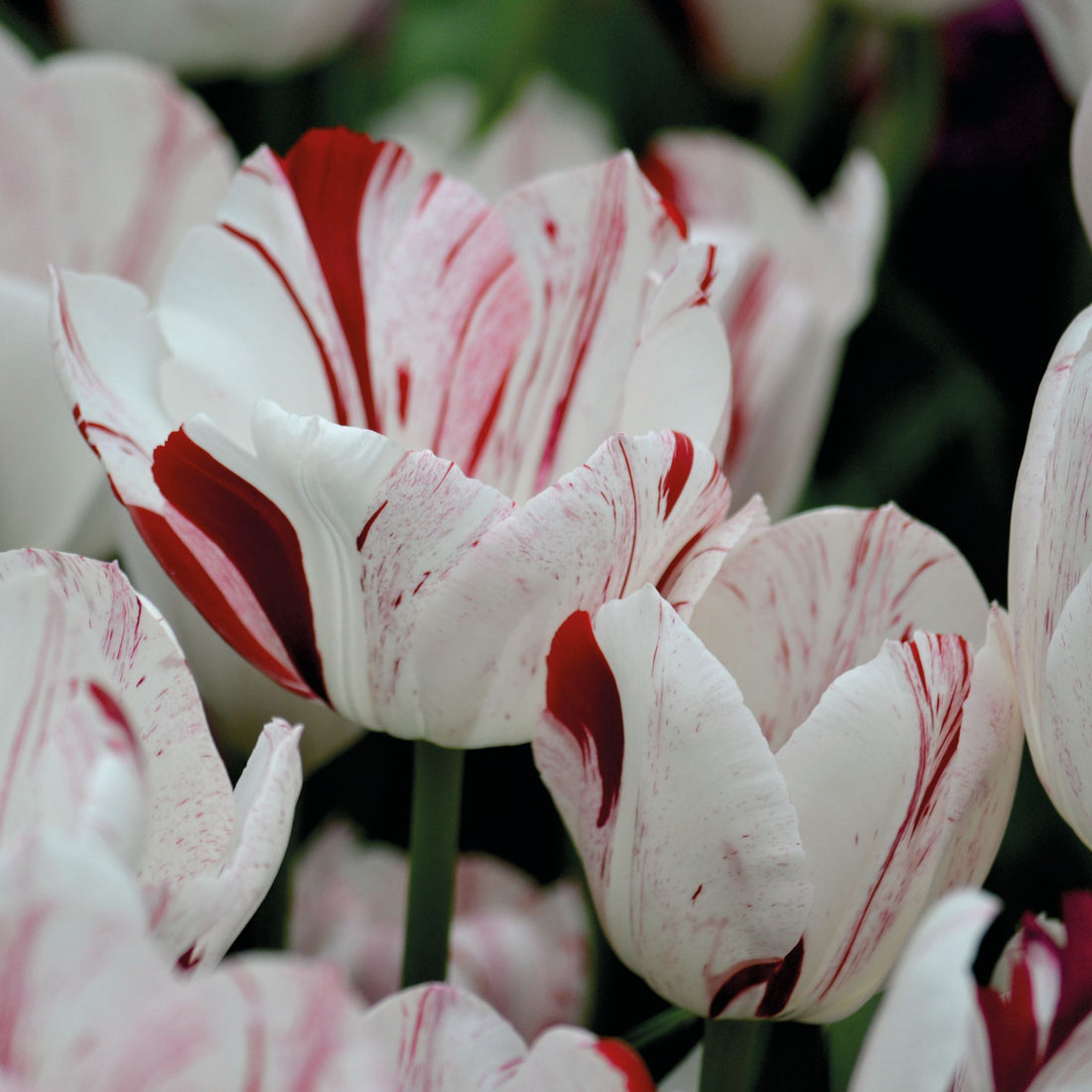 Tulipan 'One Direction'