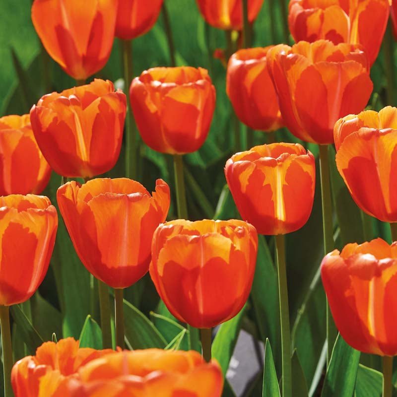Tulipan 'Orange Crush'