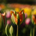 Tulipan 'Orange Marmelade'