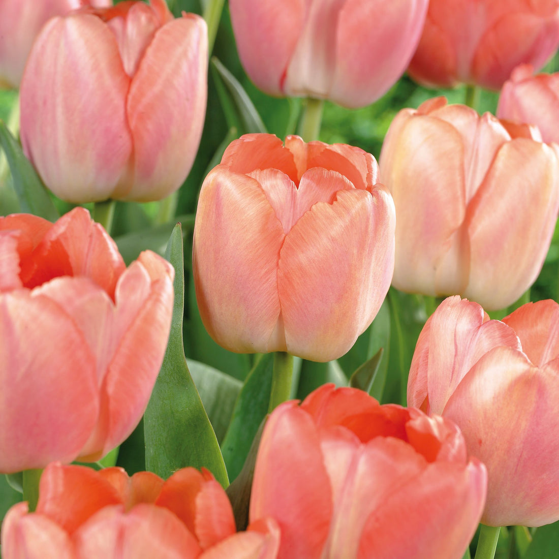 Tulipan 'Orange Pride'