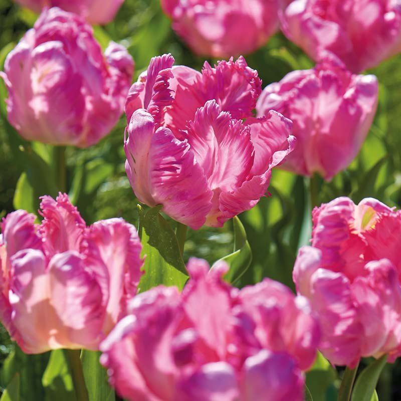 Tulipan 'Parrot Pink Vision'