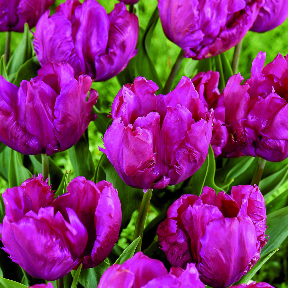 Tulipan 'Parrot Prince'
