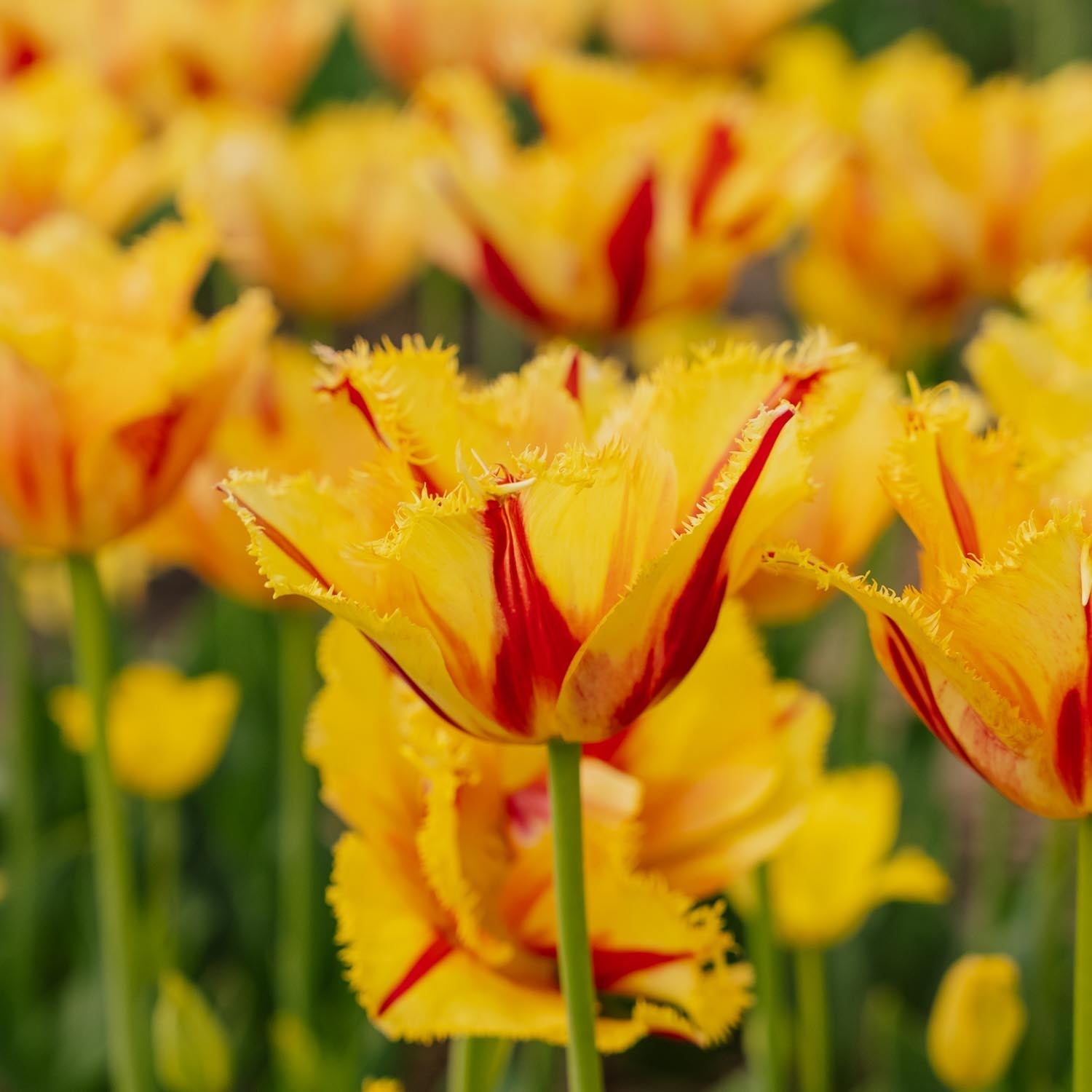 Tulipan 'Party Clown'