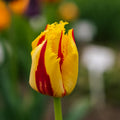 Tulipan 'Party Clown'