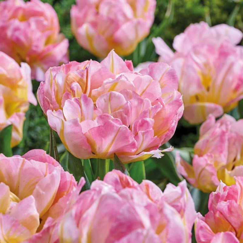 Tulipan 'Password'