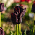 Tulipan 'Paul Scherer'