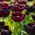 Tulipan 'Paul Scherer'