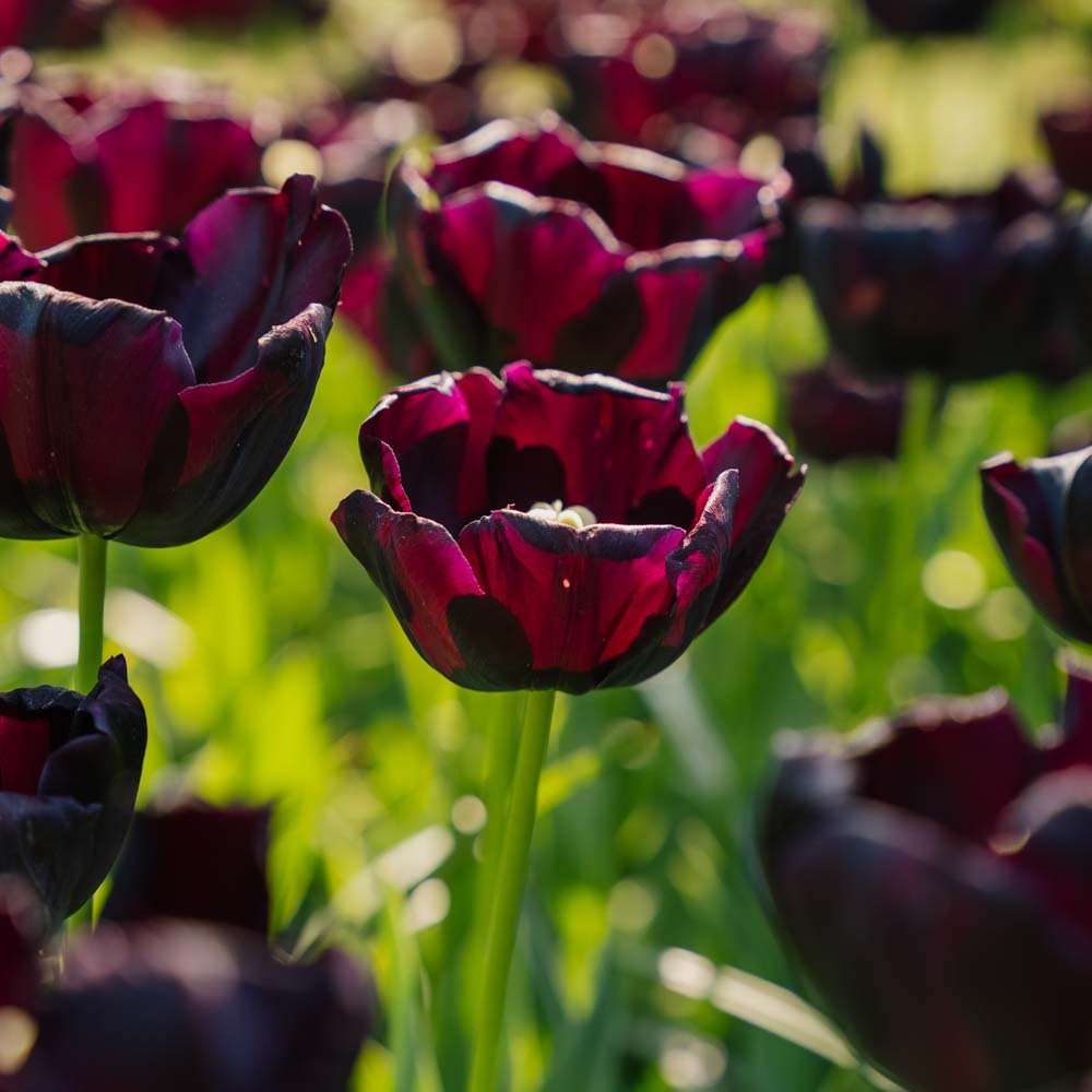 Tulipan 'Paul Scherer'