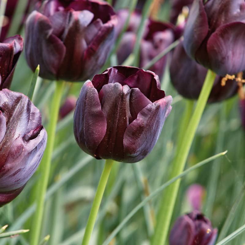Tulipan 'Paul Scherer'