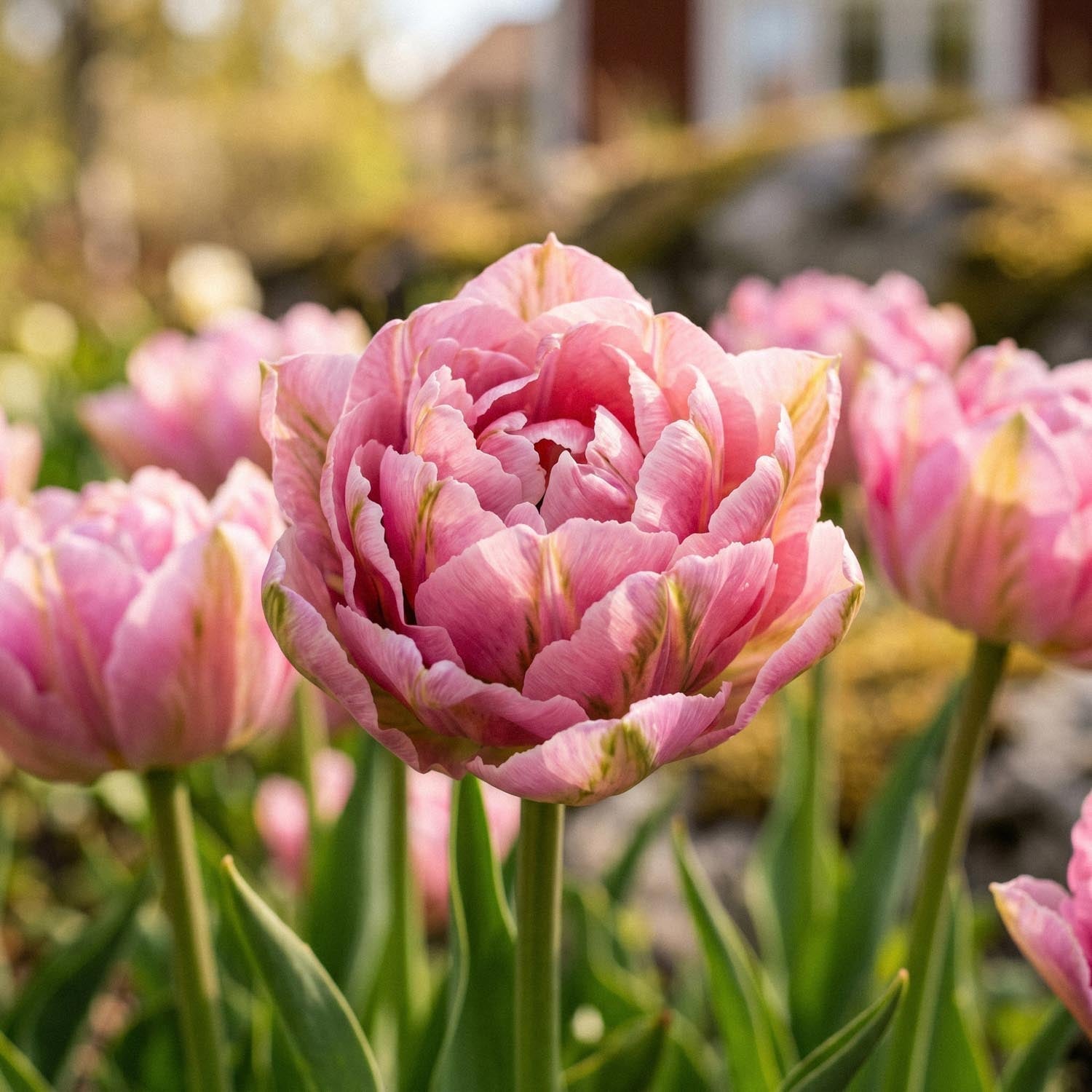Tulipan 'Peach Blossom'