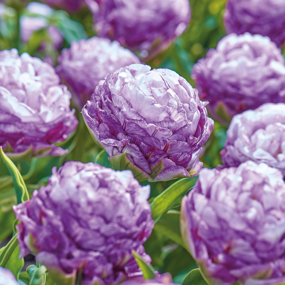 Tulipan 'Peggy Wonder'