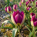 Løglasagne 'Rhubarb Fool'