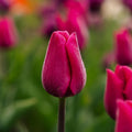 Tulipan 'Pink Ardour'