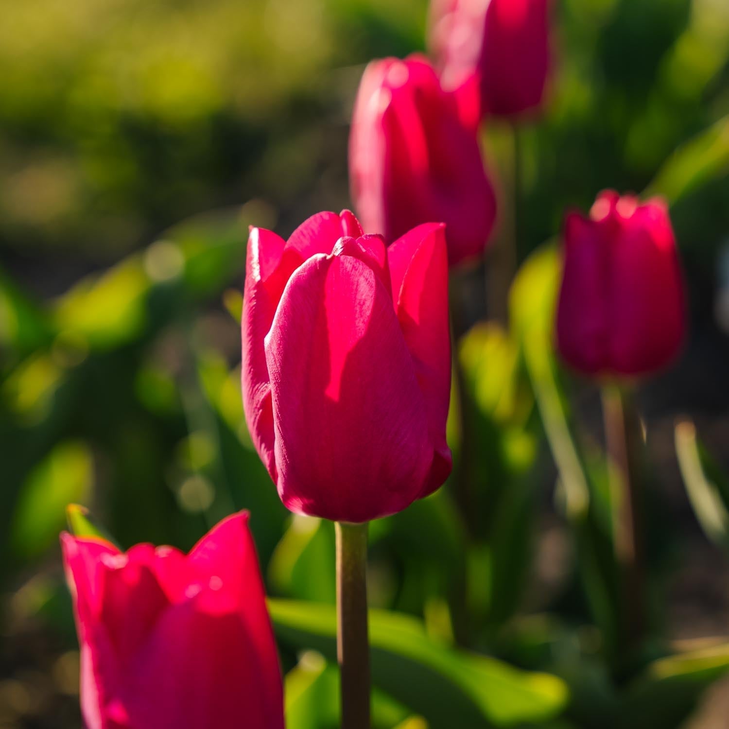 Tulipan 'Pink Ardour'