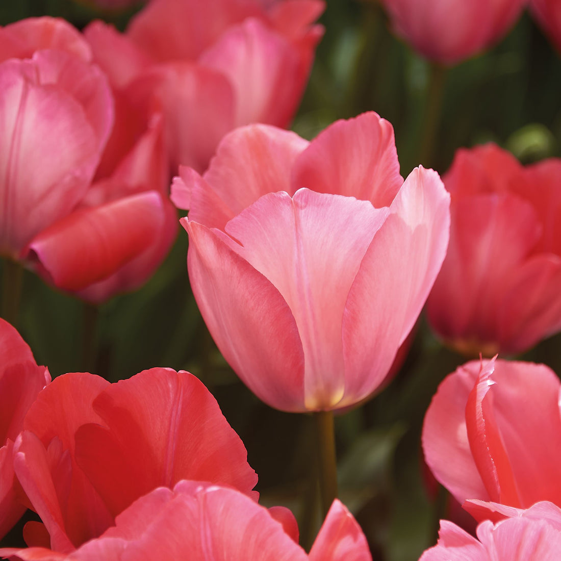 Tulipan 'Pink Sound'