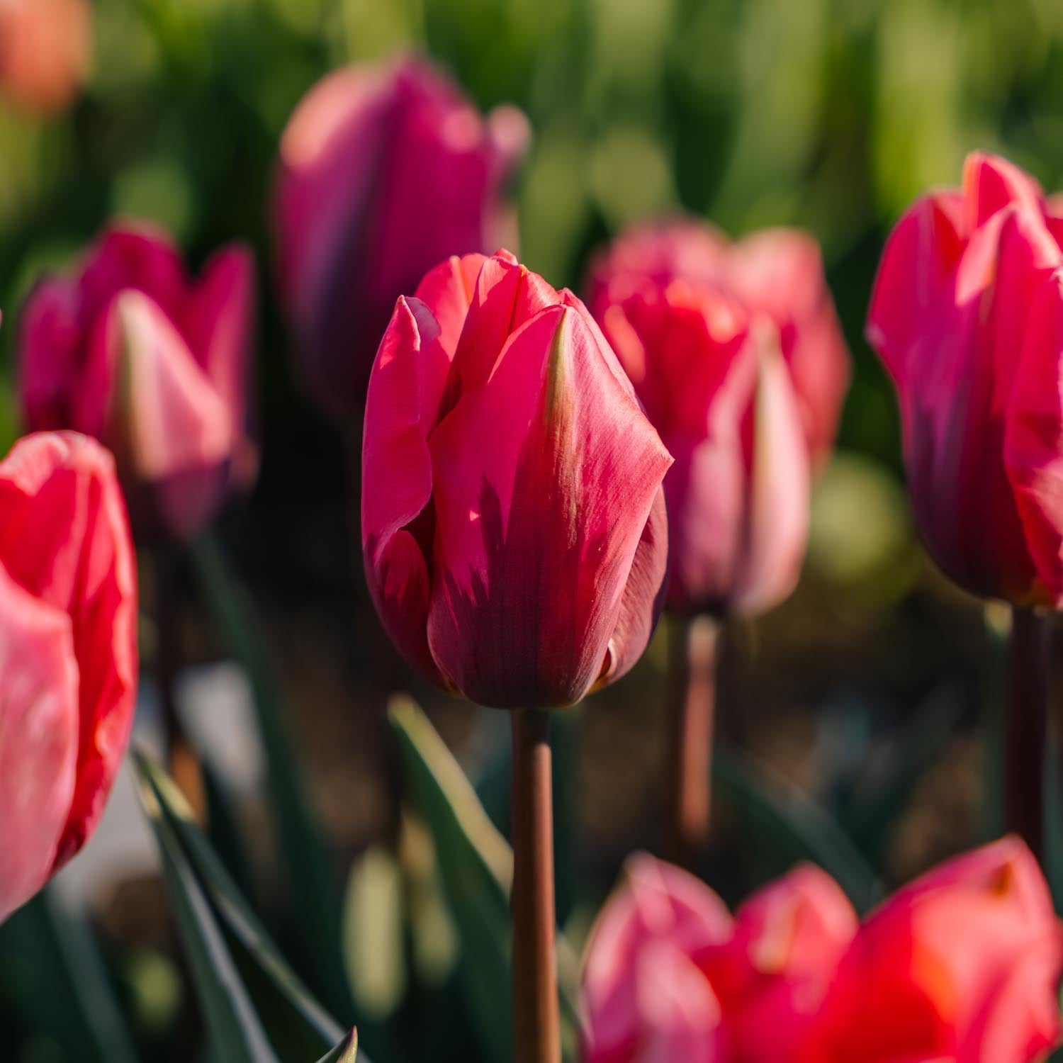 Tulipan 'Pretty Princess'